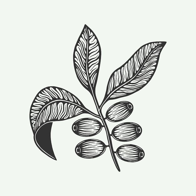 Bunch of coffee leaf beans Vintage retro illustration in woodcut style Can be used for logo