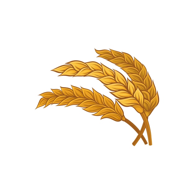 Bunch of dry wheat ears Cereal plant Healthy and natural agriculture Graphic element for logo of bakery shop or product packaging Hand drawn vector