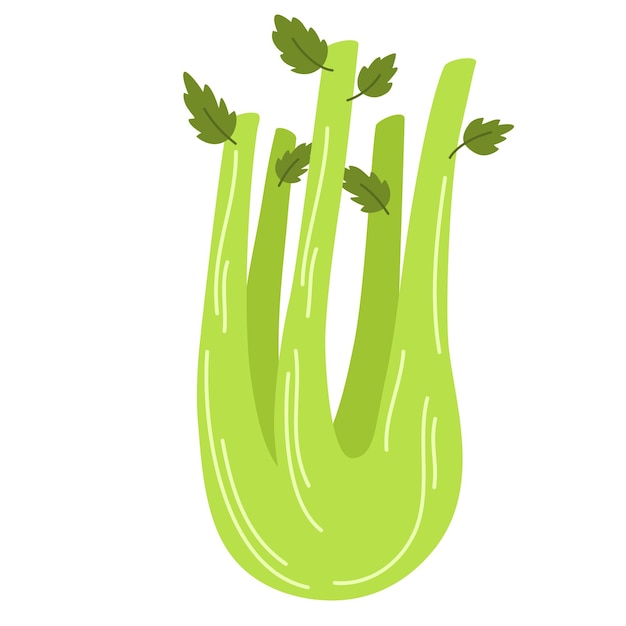 Vector bunch of fresh celery stalks with leaf raw green vegetable crunchy healthy snack