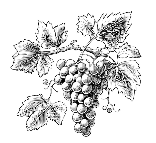 Bunch of grapes hand drawn sketch vector illustration fruits