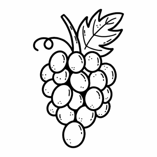 Bunch of grapes Vector doodle illustration Fresh berries Healthy food Sketch by hand