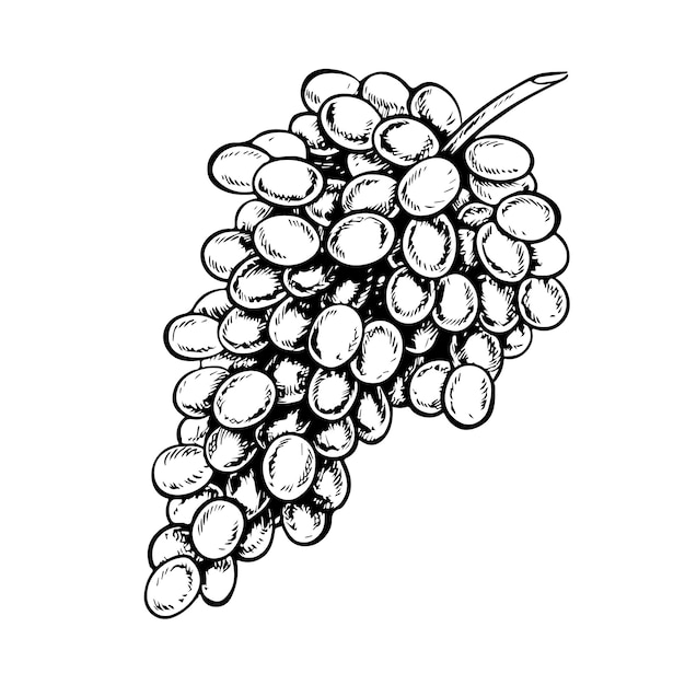 A bunch of grapes Vector graphics black and white hand drawn illustration