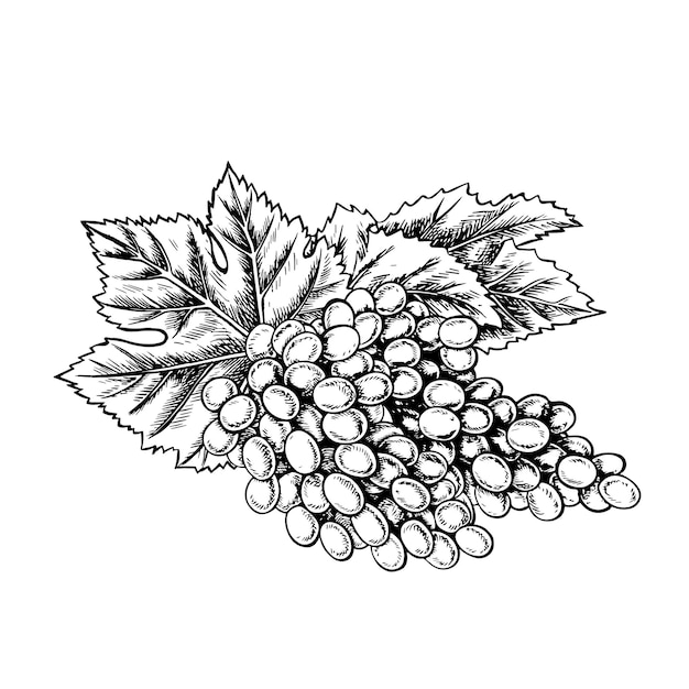 A bunch of grapes Vector graphics black and white handdrawn illustration