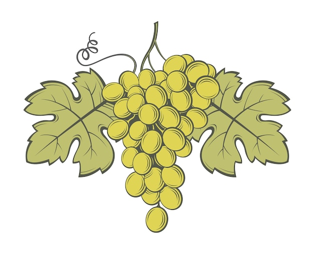 Bunch of grapes with leaves