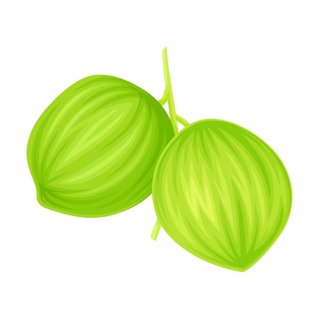 Bunch of Green Coconuts Hanging on Palm Tree Vector Illustration