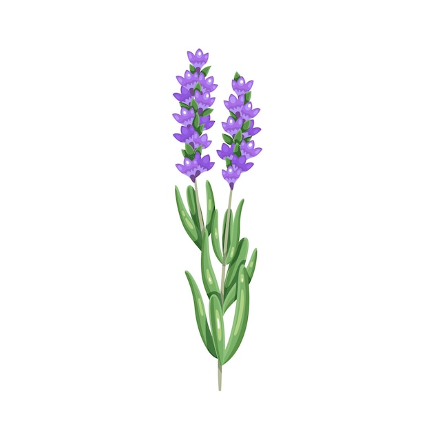 Bunch of lavender. Herbs and spices. Aromatic seasoning ingredient. Isolated vector illustration in cartoon style.