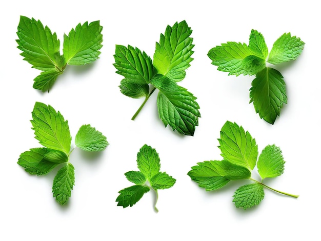 a bunch of mint leaves with a white background