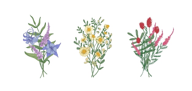 Vector bundle of bouquets of gorgeous meadow flowers and herbaceous plants