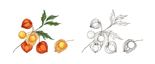 Bundle of elegant colorful and monochrome drawings of physalis, cape gooseberry or goldenberry