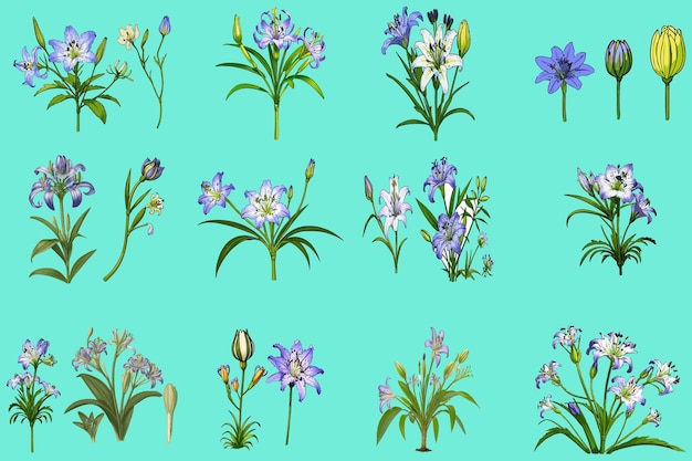 a bundle of vector art illustrations of African lilies