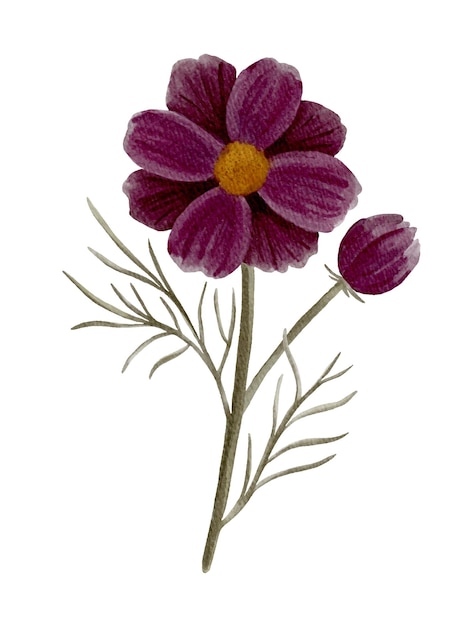 Burgundy color handpainted watercolor individual cosmos flower with bud