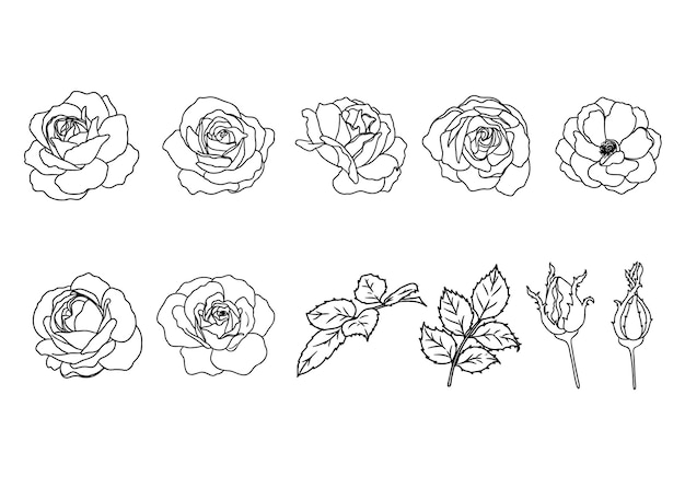 Burgundy iceberg rose vector art highly detailed in line art style.