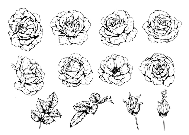 Burgundy iceberg rose vector art highly detailed in line art style.