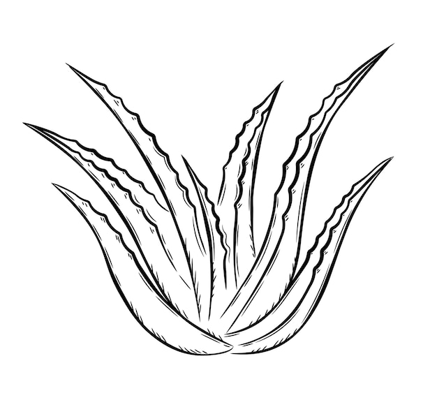 Bush of aloe vera plant. Doodle sketch style. Line drawing simple icon of succulent aloe leaves.