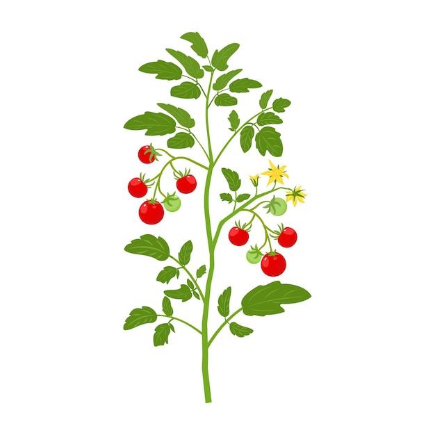 Bush tomatoes with fruits and flowers vector illustration of growing vegetable on white background