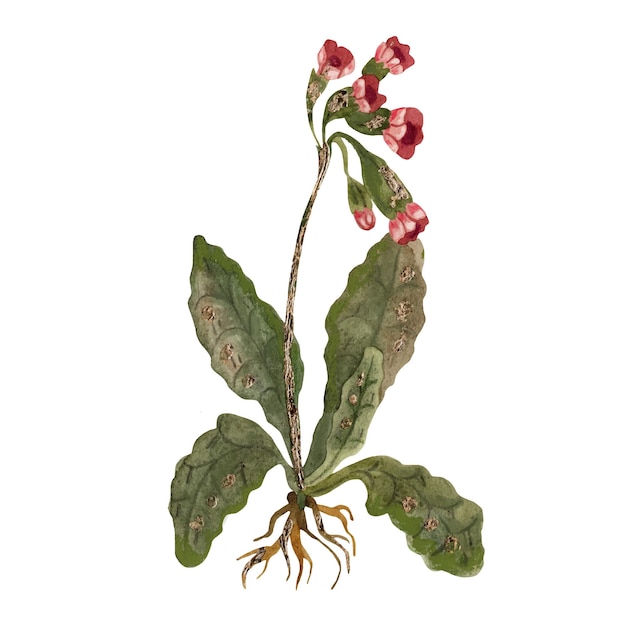 Bush with red flowers watercolor illustration