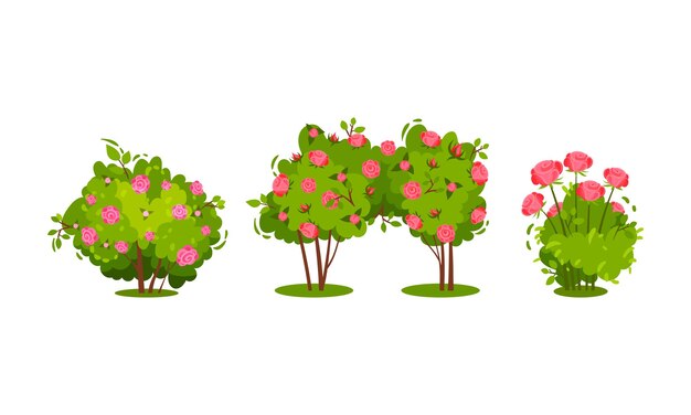 Vector bushes with rose flowers and branched stem as perennial woody plant vector set