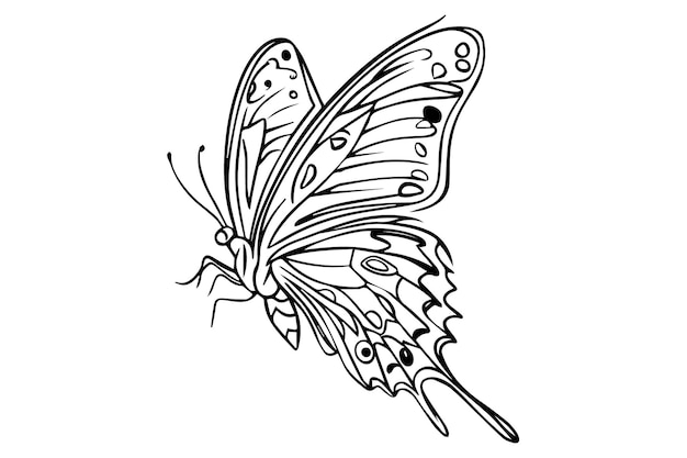 a butterfly drawing with the words butterfly on it