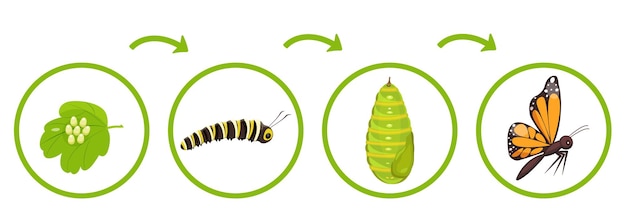 Vector butterfly life cycle infographics of transformation of caterpillar from cocoon vector illustration o