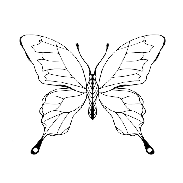 Butterfly Outline