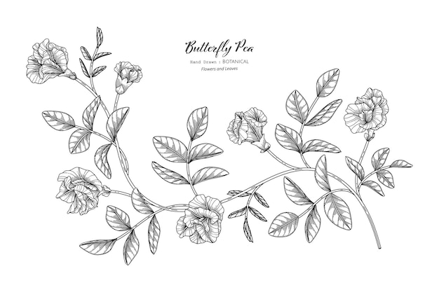 Butterfly peas flower and leaf hand drawn botanical illustration with line art.