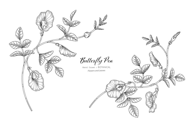 Butterfly peas flower and leaf hand drawn botanical illustration with line art.