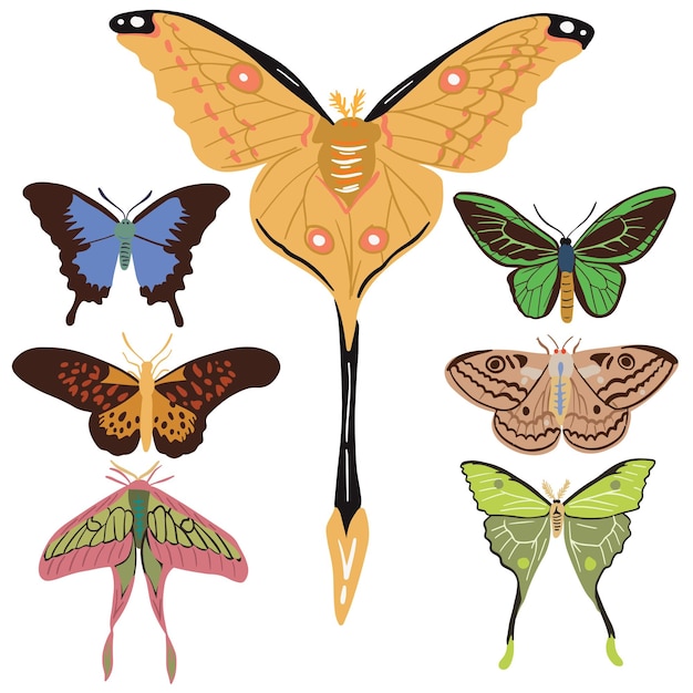 Butterfly Sets Illustration With Hand Drawn Icon