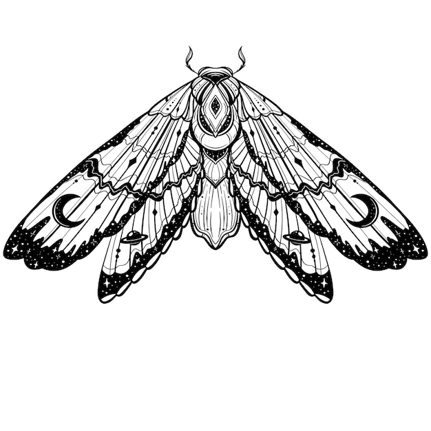 Butterfly sketch Detailed realistic sketch of a moth