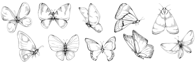 Butterfly Sketch insects drawing illustration