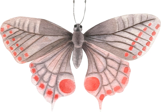 Butterfly watercolor illustration