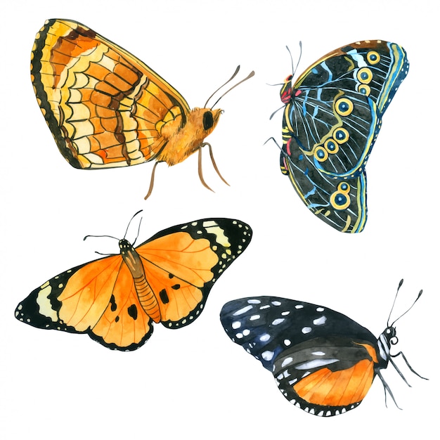 Butterfly watercolour collection Hand drawn painted