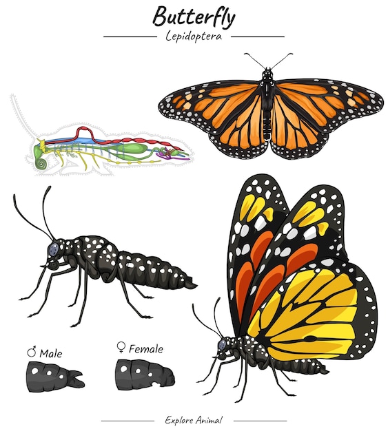 Butterfly with anatomy illustration