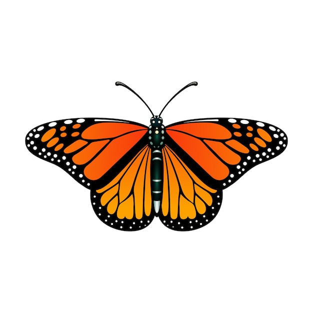 Vector butterfly