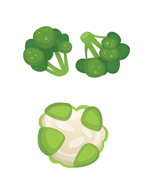 Cabbage and broccoli vector illstrations