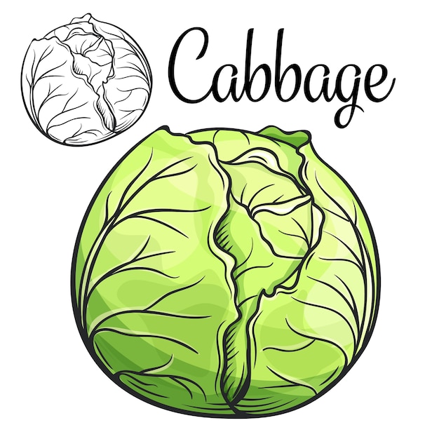 Cabbage drawing icon