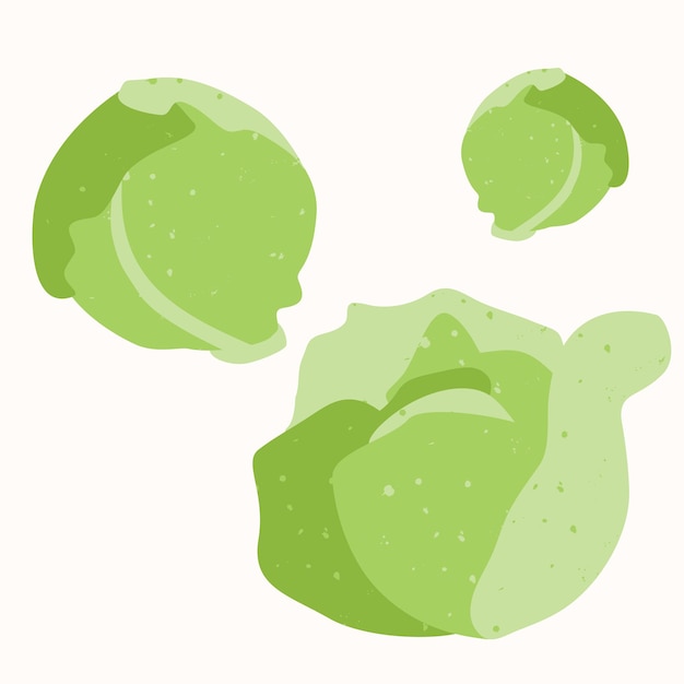 Cabbage is a natural vegetable, hand-drawn vector illustration isolated on a white background.