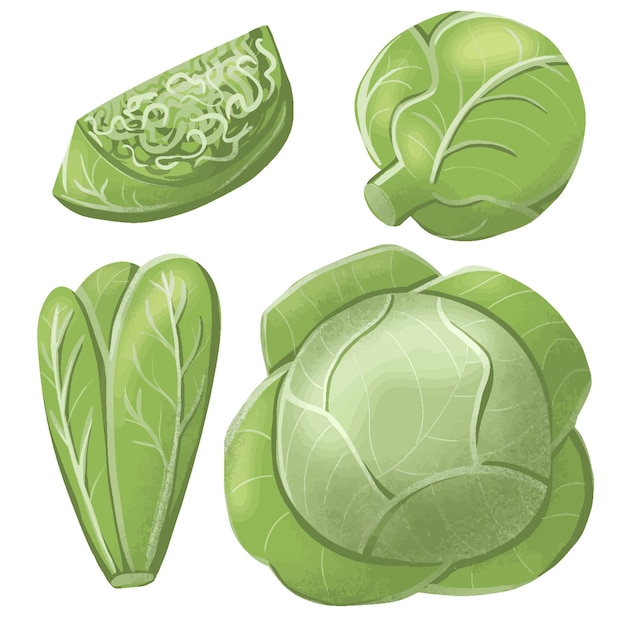 Cabbage set realistic illustration on white background whole cut in different shapes