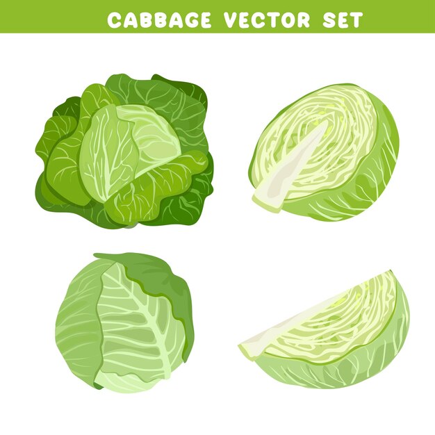 Vector cabbage vector set whole and half of cabbage head green leaves plant vegetables vector flat