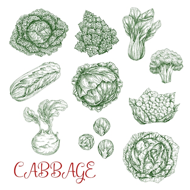 Vector cabbage vector sketch icons of vegetables