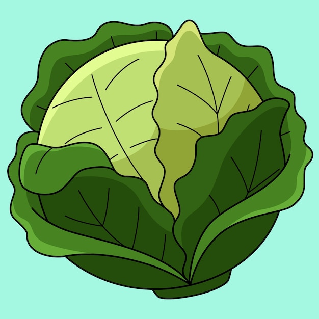 Cabbage Vegetable Colored Cartoon Illustration