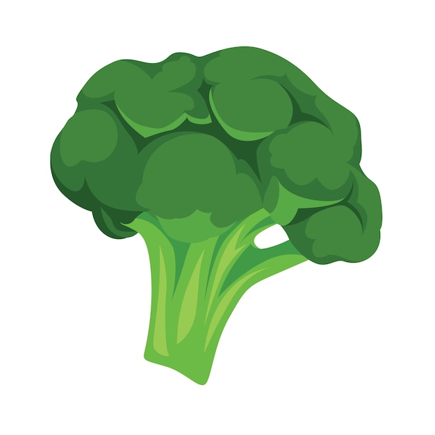 Cabbage Vegetable Realistic Vector