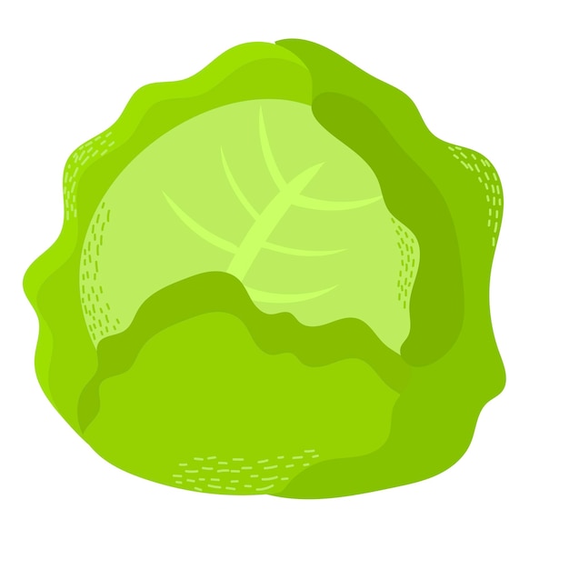 Cabbage with big bright green leaves Fresh and healthy food Vegetarian nutrition Organic ingredient for salad Flat vector icon