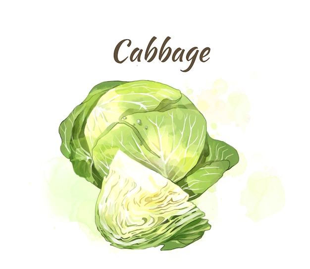 Cabbage