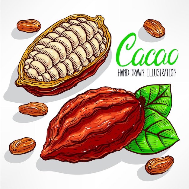 Cacao beans, fruit and leaves illustration