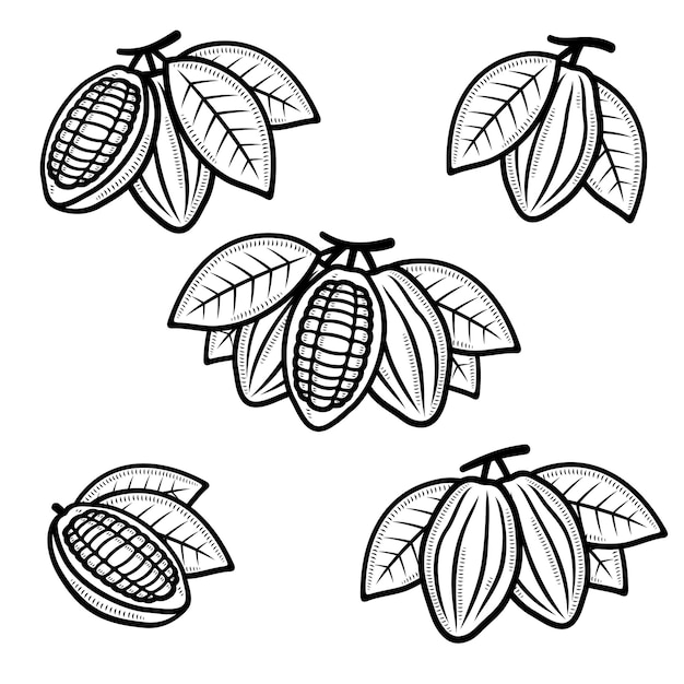 Cacao beans set Collection cacao beans icons Vector