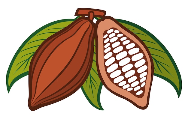 Cacao - cocoa beans