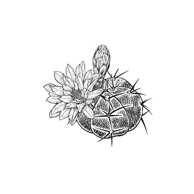 Vector cactus flower isolated on white background hand drawing vintage style black and white