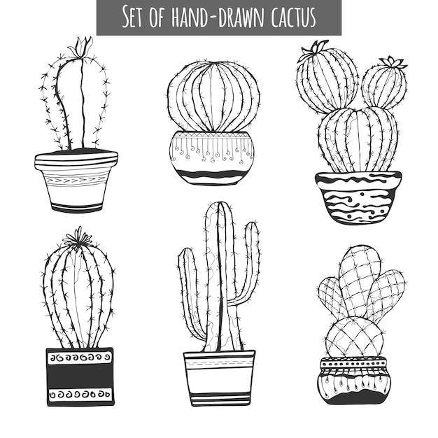 Cactus hand drawn. Set of cactus in pot isolated on white background.