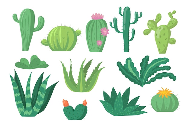 Cactus species set