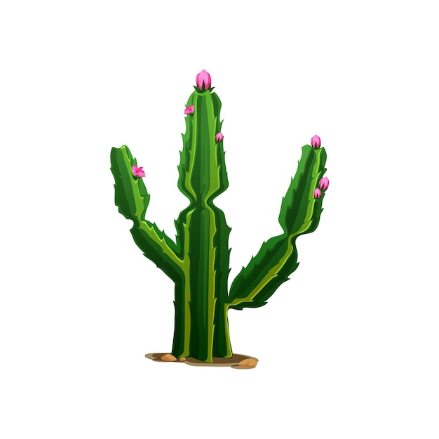 Cactus succulent cacti plant in desert with thorns